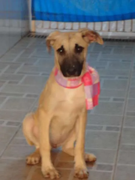 Cachorro ra a SRD idade 2 a 6 meses nome Meg