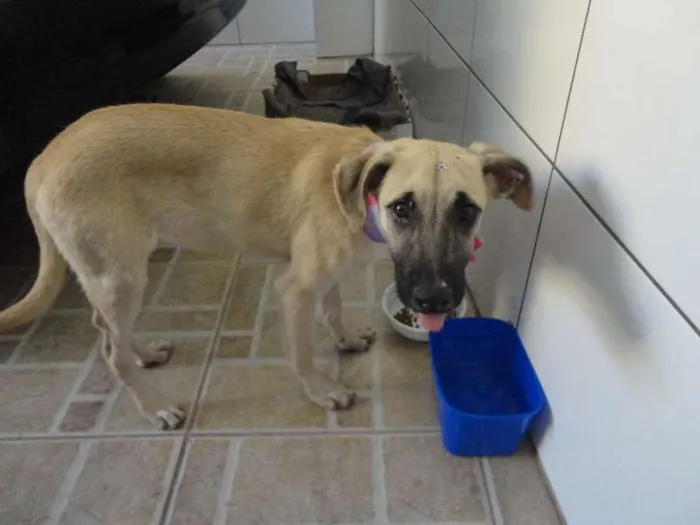 Cachorro ra a SRD idade 2 a 6 meses nome Meg