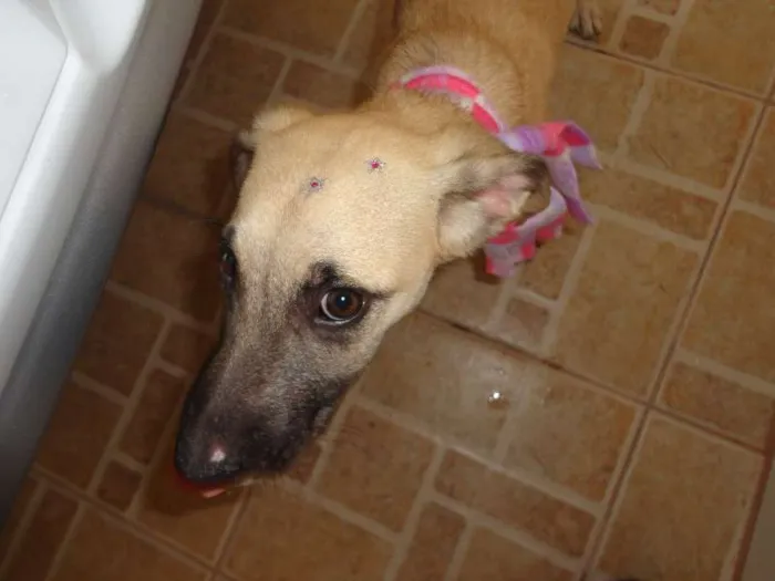Cachorro ra a SRD idade 2 a 6 meses nome Meg