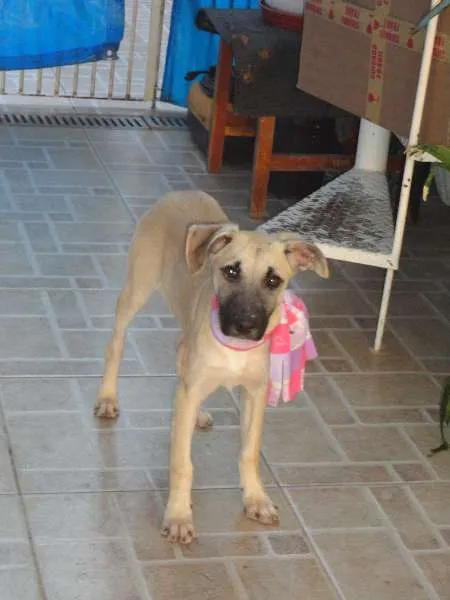 Cachorro ra a SRD idade 2 a 6 meses nome Meg