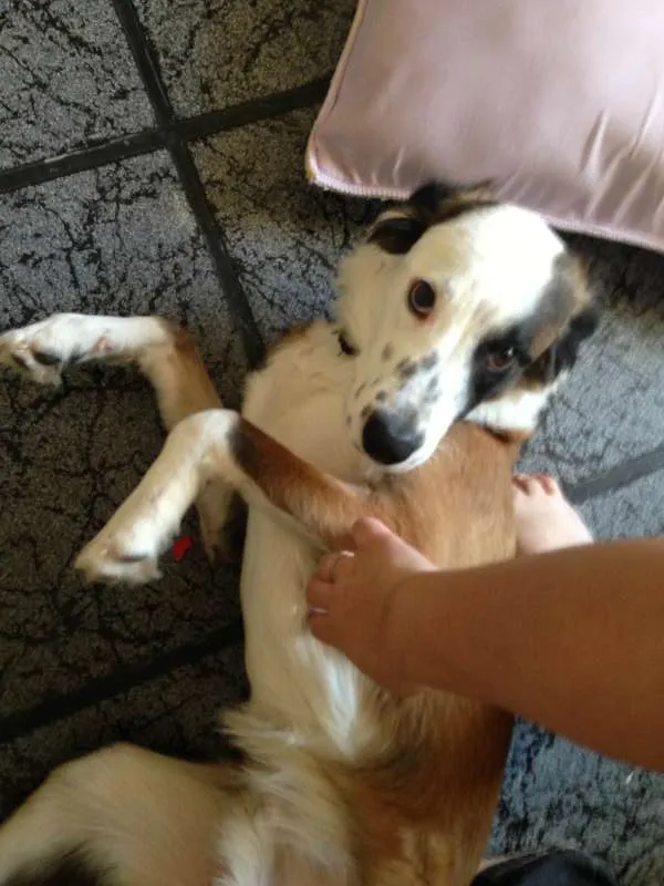 Cachorro raça SRD idade 7 a 11 meses nome Nelson