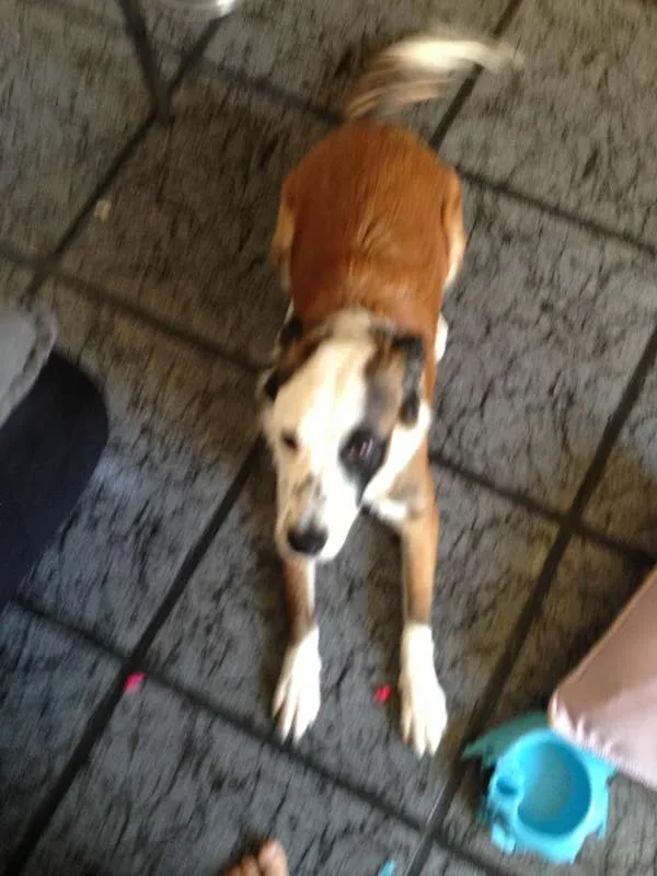 Cachorro raça SRD idade 7 a 11 meses nome Nelson