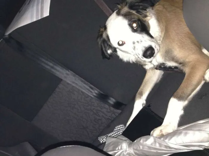 Cachorro raça SRD idade 7 a 11 meses nome Nelson