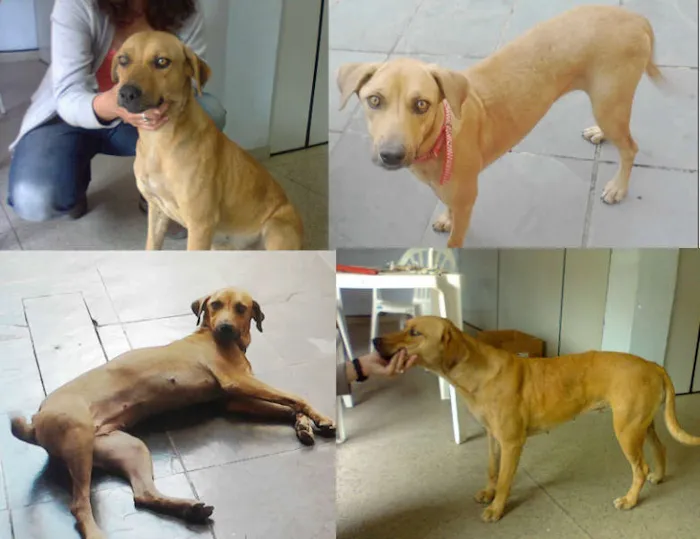 Cachorro raça SRD idade 2 anos nome Mel