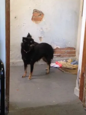 Cachorro raça Vira-lata idade 1 ano nome Pitt