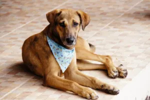 Cachorro raça SRD idade 2 anos nome Pluto