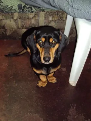 Cachorro raça Mix de Dachshund (salsichinha) idade 3 anos nome LORENA