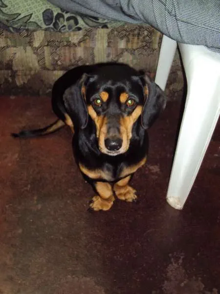 Cachorro ra a Mix de Dachshund (salsichinha) idade 3 anos nome LORENA