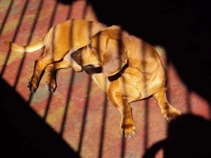 Cachorro ra a Mix de Dachshund (salsichinha) idade 3 anos nome FRED