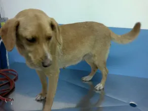 Cachorro raça SRD idade 2 anos nome Tekinha 