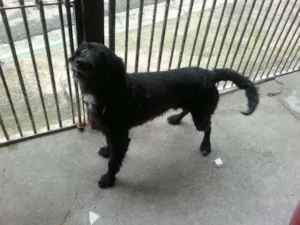 Cachorro raça SRD idade 1 ano nome Bêne