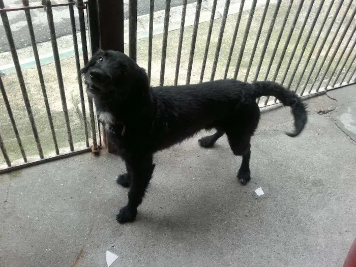 Cachorro ra a SRD idade 1 ano nome Bêne