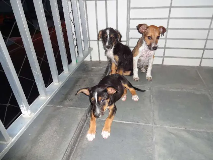 Cachorro raça SRD idade 2 a 6 meses nome sem nome