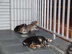 Cachorro raça SRD idade 2 a 6 meses nome sem nome