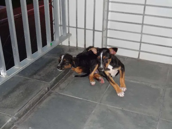 Cachorro raça SRD idade 2 a 6 meses nome sem nome