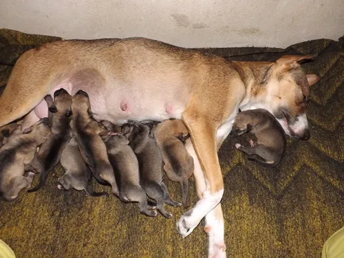 Cachorro raça Não definida idade Abaixo de 2 meses nome Filhotes