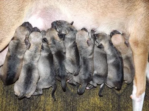 Cachorro raça Não definida idade Abaixo de 2 meses nome Filhotes