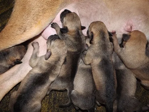 Cachorro raça Não definida idade Abaixo de 2 meses nome Filhotes