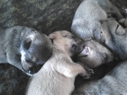 Cachorro raça Não definida idade Abaixo de 2 meses nome Filhotes