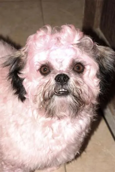Cachorro ra a lhasa apso idade 2 anos nome dominick GRATIFICA