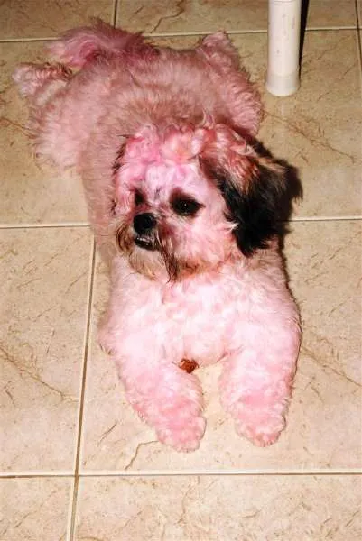 Cachorro ra a lhasa apso idade 2 anos nome dominick GRATIFICA