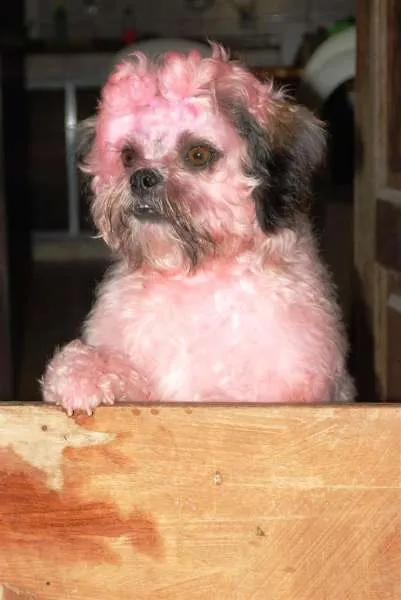 Cachorro ra a lhasa apso idade 2 anos nome dominick GRATIFICA