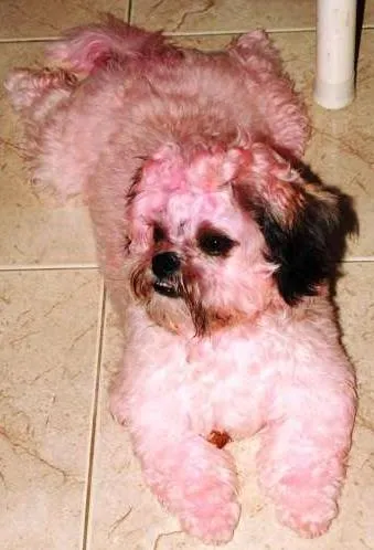 Cachorro ra a lhasa apso idade 2 anos nome dominick GRATIFICA