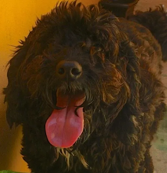 Cachorro ra a Poodle idade 4 anos nome NINA
