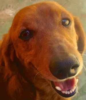Cachorro raça DASCHUND idade 4 anos nome PINGO