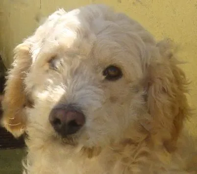 Cachorro ra a Poodle idade 6 ou mais anos nome KADU