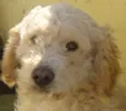 KADU