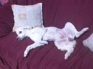 Cachorro raça Poodle idade 3 anos nome MENINO