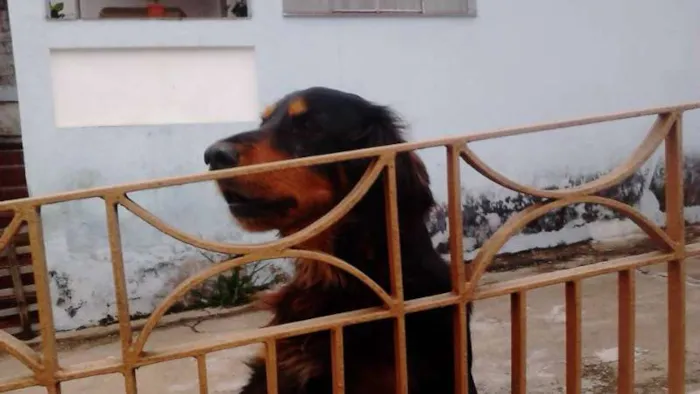 Cachorro ra a SRD idade 5 anos nome Arcos