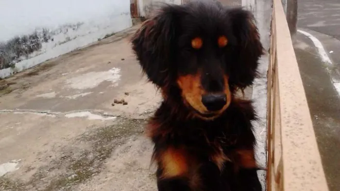 Cachorro ra a SRD idade 5 anos nome Arcos