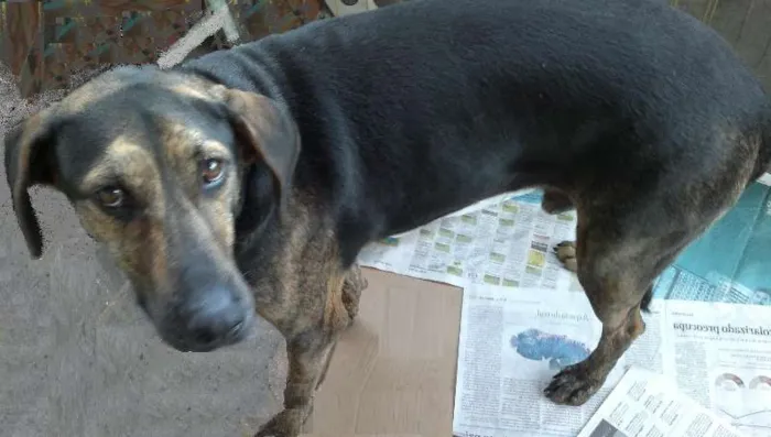 Cachorro ra a SRD idade 2 anos nome Scooby