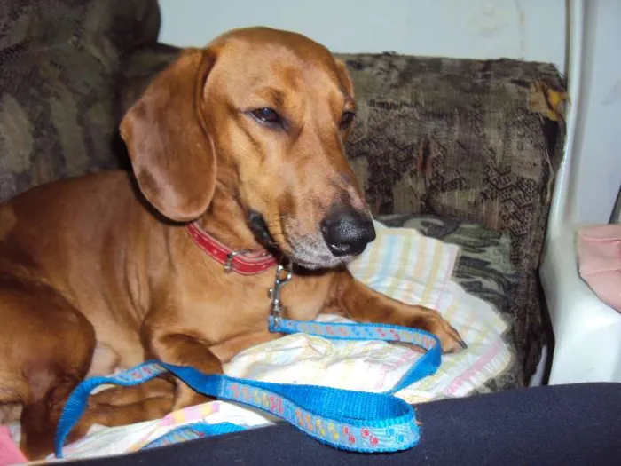 Cachorro ra a Mix de Dachshund (salsichinha) idade 3 anos nome FRED