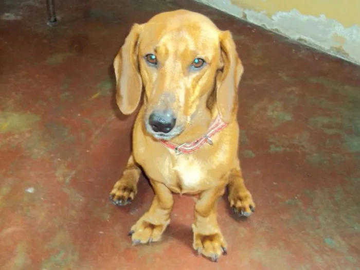 Cachorro ra a Mix de Dachshund (salsichinha) idade 3 anos nome FRED