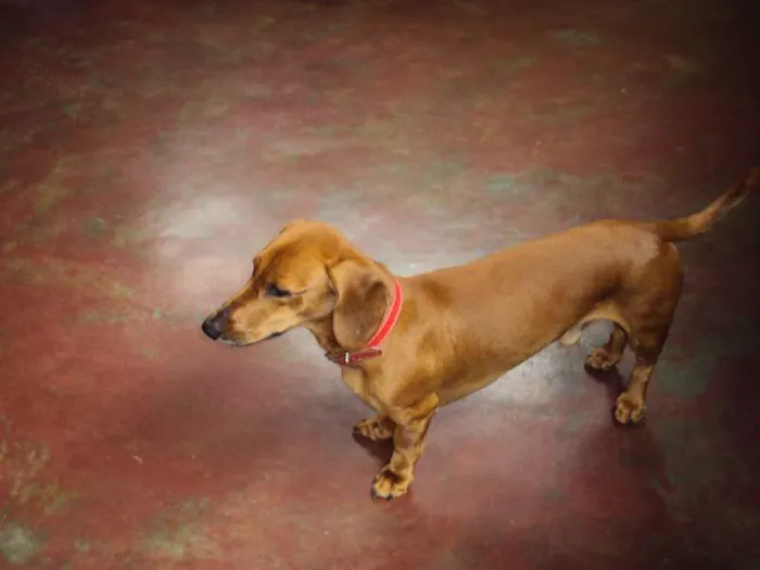 Cachorro ra a Mix de Dachshund (salsichinha) idade 3 anos nome FRED