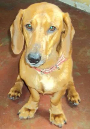 Cachorro raça Mix de Dachshund (salsichinha) idade 3 anos nome FRED