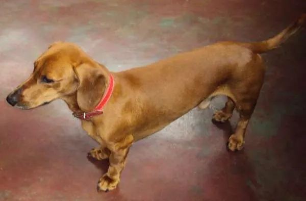 Cachorro ra a Mix de Dachshund (salsichinha) idade 3 anos nome FRED
