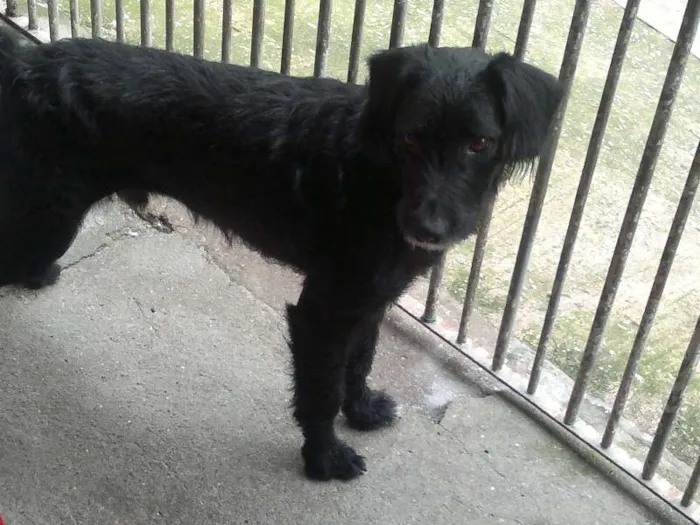 Cachorro ra a SRD idade 1 ano nome Bêne