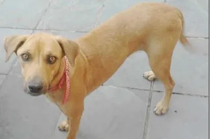 Cachorro raça SRD idade 2 anos nome Mel