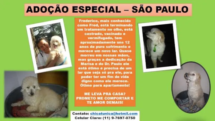 Cachorro ra a Poodle idade 6 ou mais anos nome Fred
