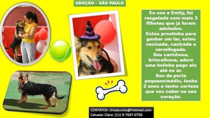 Cachorro ra a SRD idade 2 anos nome Emily