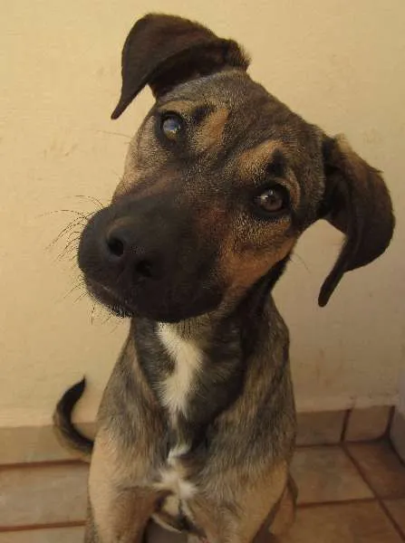 Cachorro ra a SRD idade 1 ano nome POF