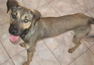 Cachorro raça SRD idade 1 ano nome POF