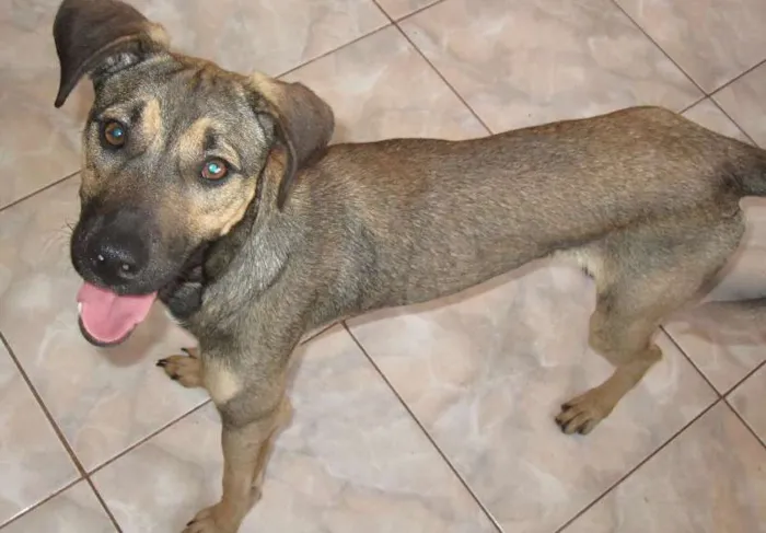 Cachorro ra a SRD idade 1 ano nome POF