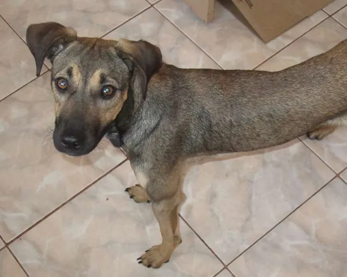 Cachorro ra a SRD idade 1 ano nome POF