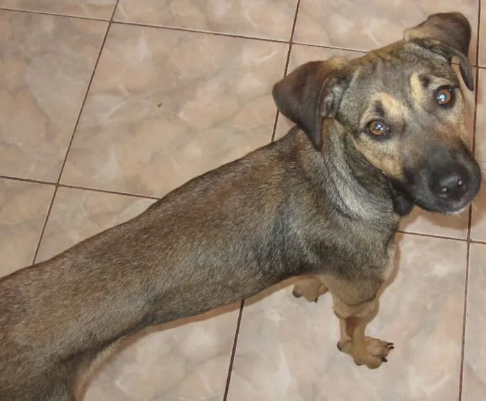 Cachorro ra a SRD idade 1 ano nome POF