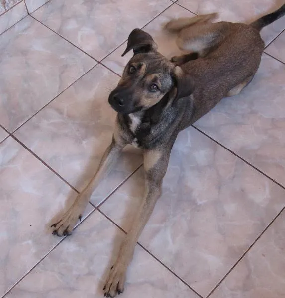 Cachorro ra a SRD idade 1 ano nome POF